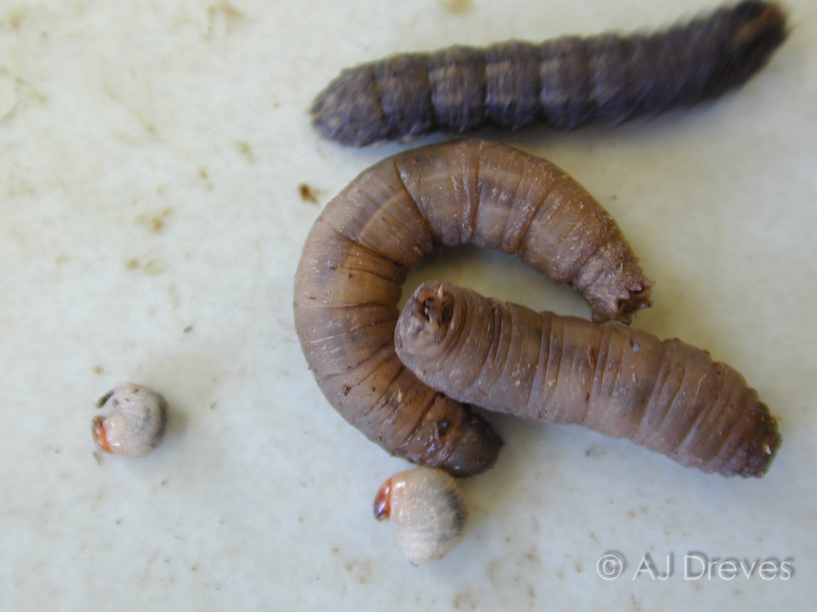Top to bottom black cutworm ,European Cranefly larvae. billbug larvae