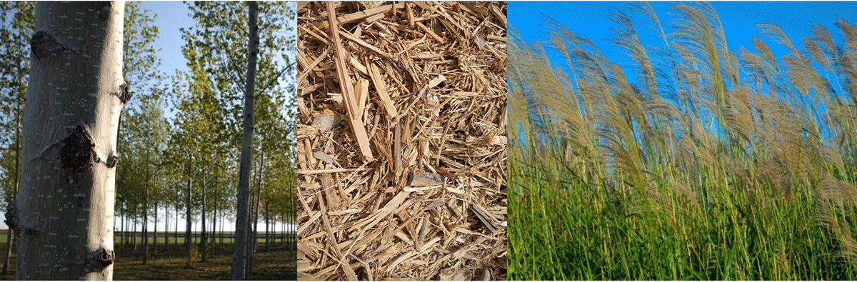 poplar, wood waste and switchgrass biomass