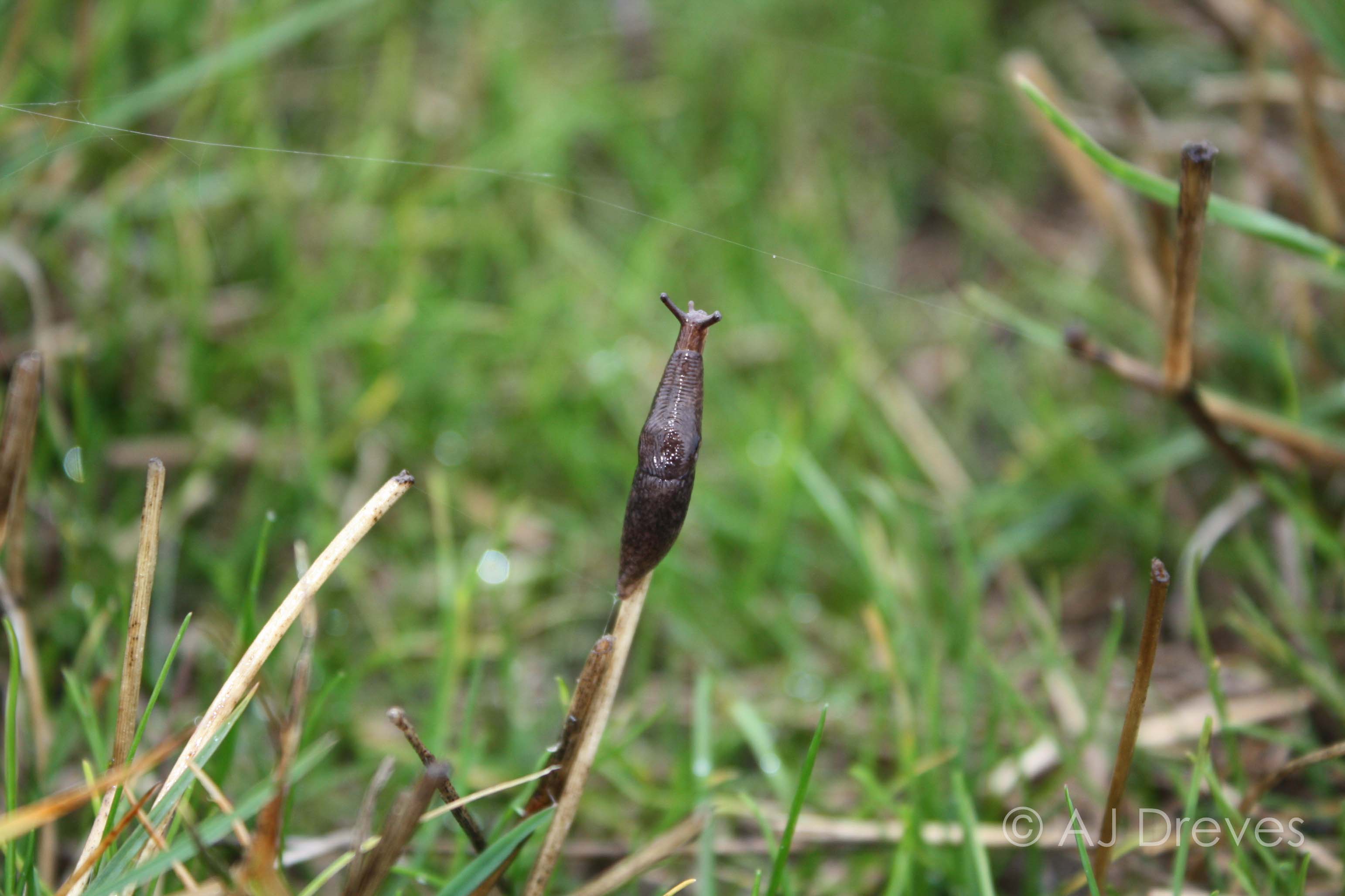 Slug in a field