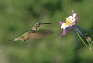 Hummingbirds are frequent pollinators of columbine in montane meadows