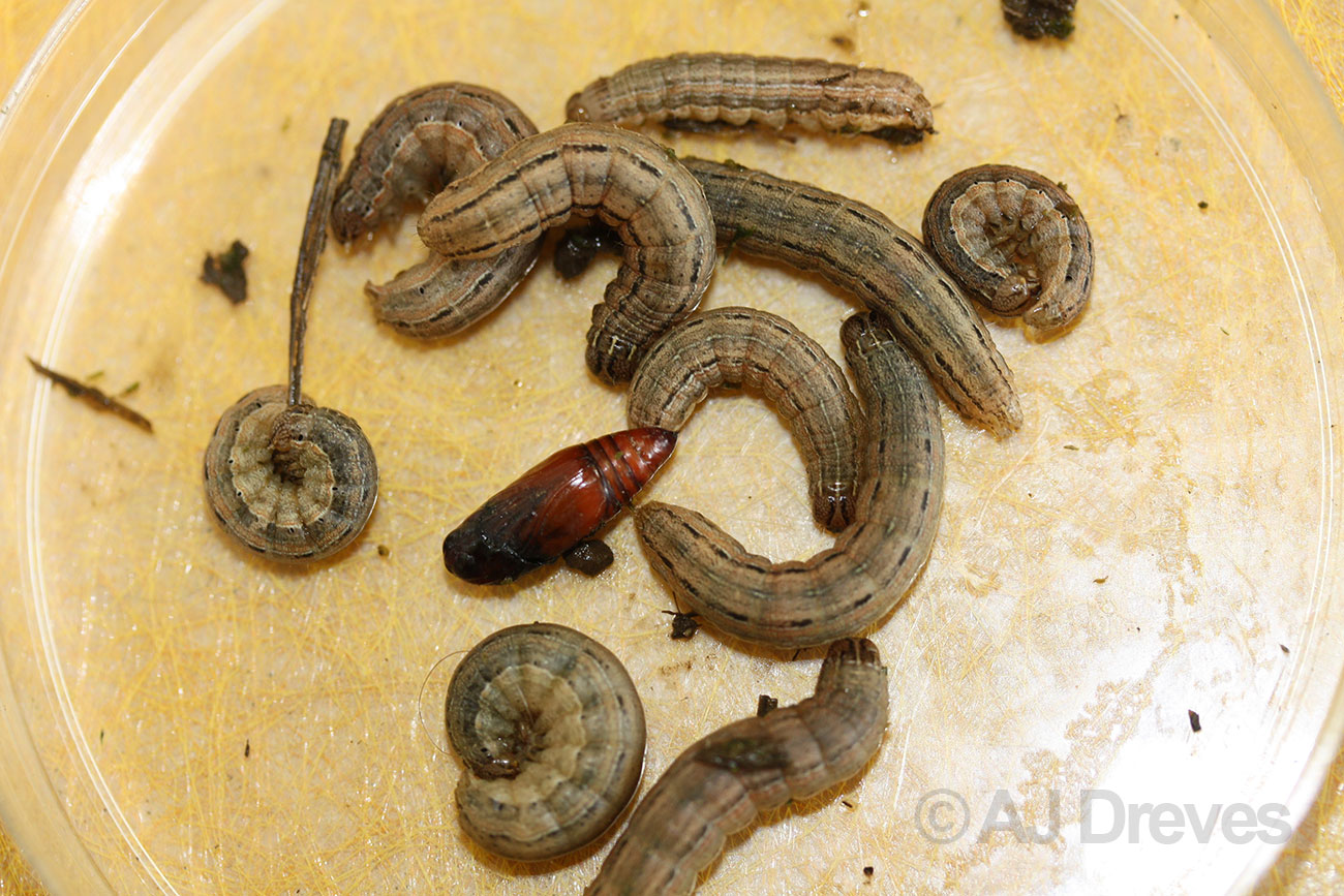 True armyworm, Mythimna (= Pseudaletia) unipuncta can feed heavily on leaf blades of tall fescue and orchardgrass