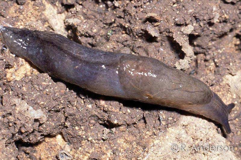 Milax Slug