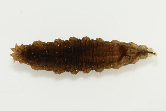Marsh fly larva