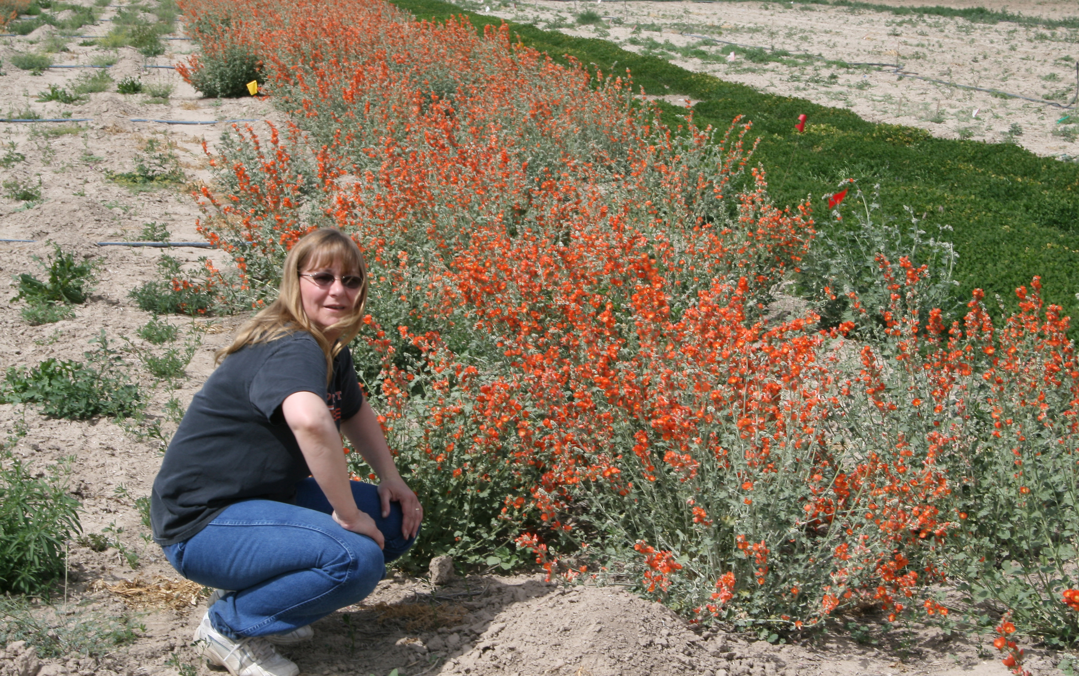 Janet Jones, MES Office Coordinator, displaying a sample of the native wildflower establishment at the Malheur Experiment Station.