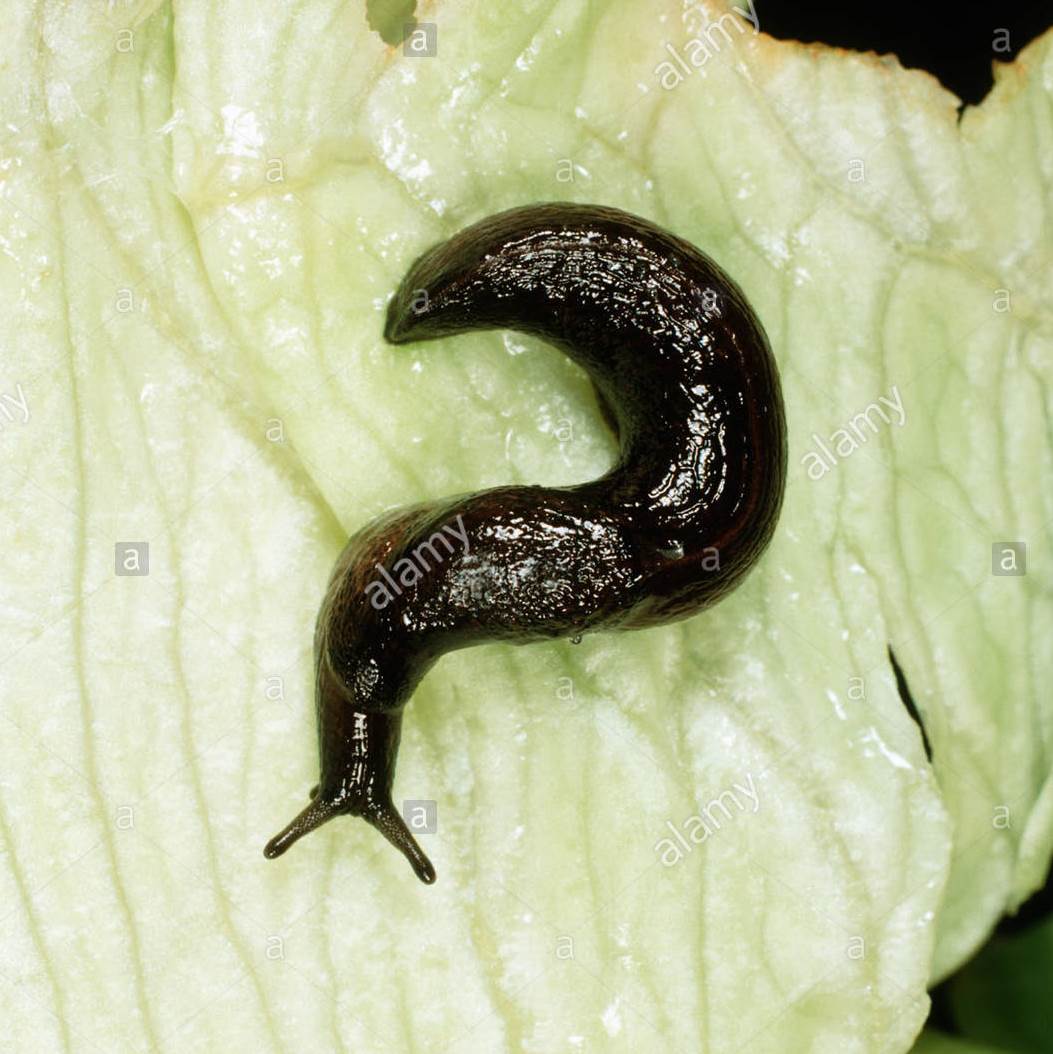 Slug in the shape of a question mark