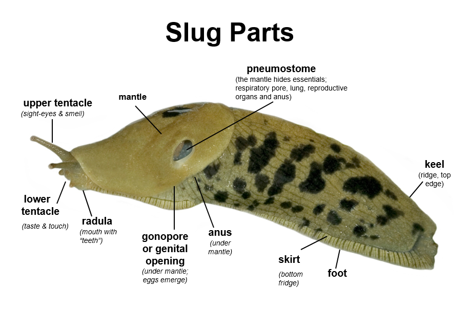 Slug photo with anatomical features described