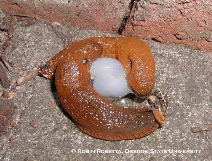 European red slug | College of Agricultural Sciences