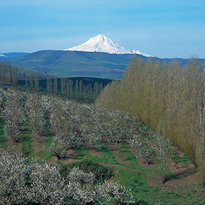 View of Mt. Hood behind a cherry tree orchard