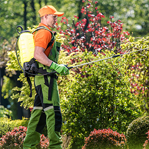 Pesticide applicator in coveralls spraying shrubs with a backpack sprayer