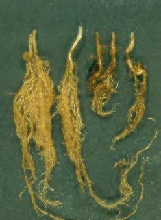 Rhizoctonia root rot of green pea