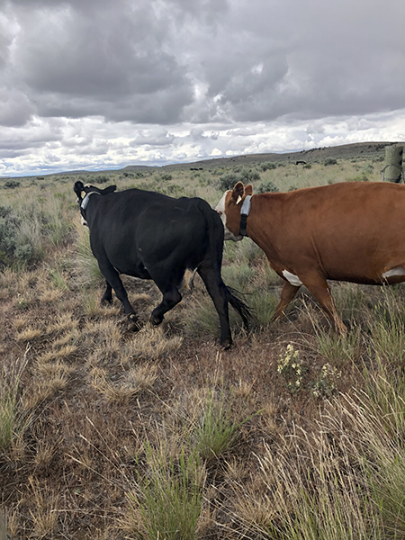 Two cows, with cue-activated GPS collars, grazing experimental plots at the Northern Great Basin Experimental Range