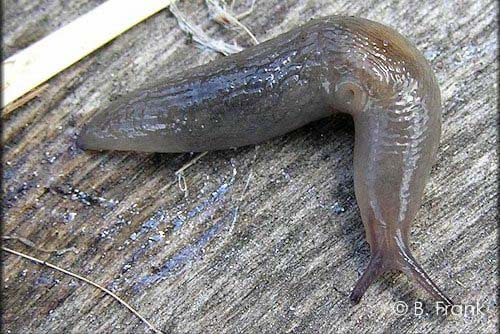 Bent Slug