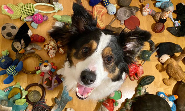 A dog and her toys