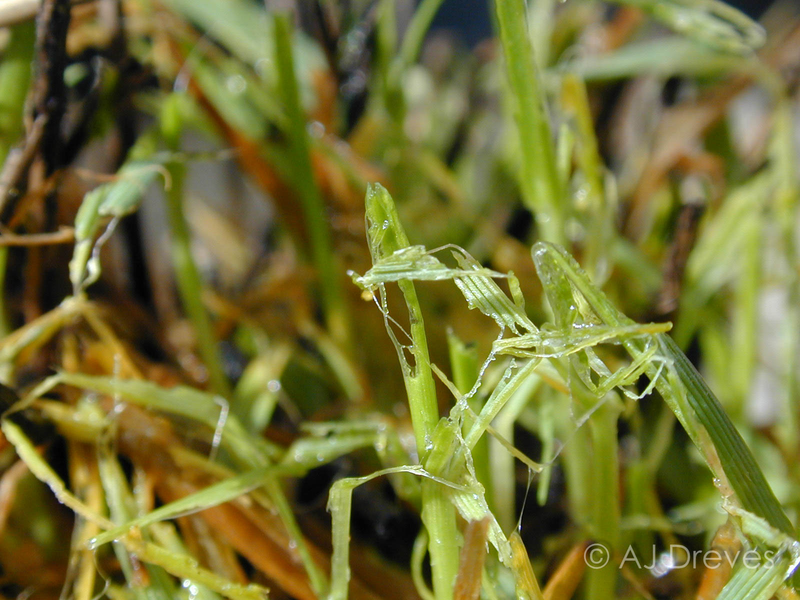 Slugs In The Willamette Valley | College Of Agricultural Sciences