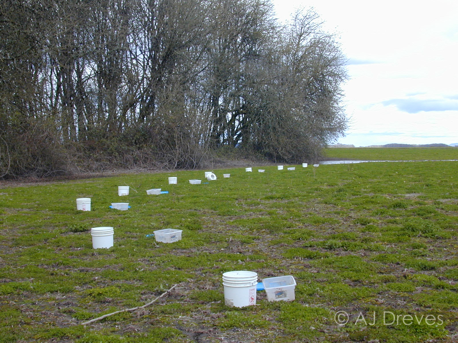 Lots of Cold Water Extraction Buckets