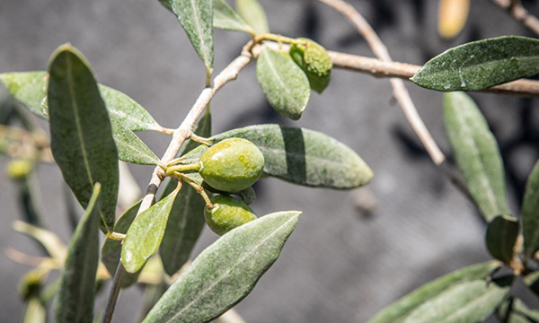 Olives on branch