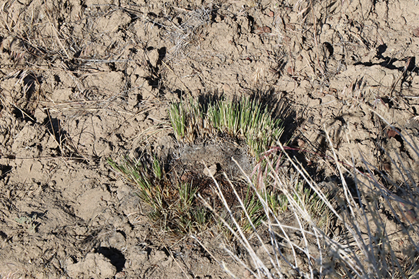 Representative plant in burned area after grazing without a virtual fence to restrict cattle access