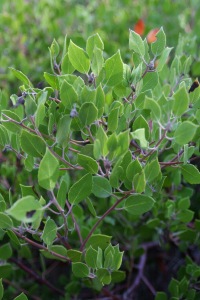 Many manzanitas feature vertically-oriented leaves