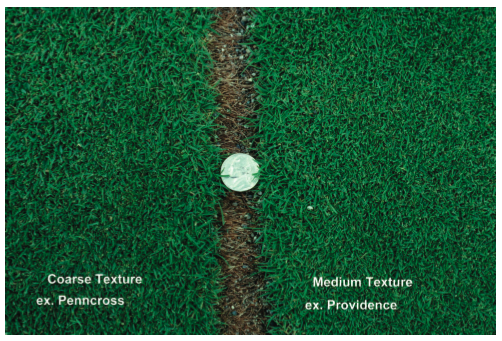 Creeping Bentgrass | College of Agricultural Sciences
