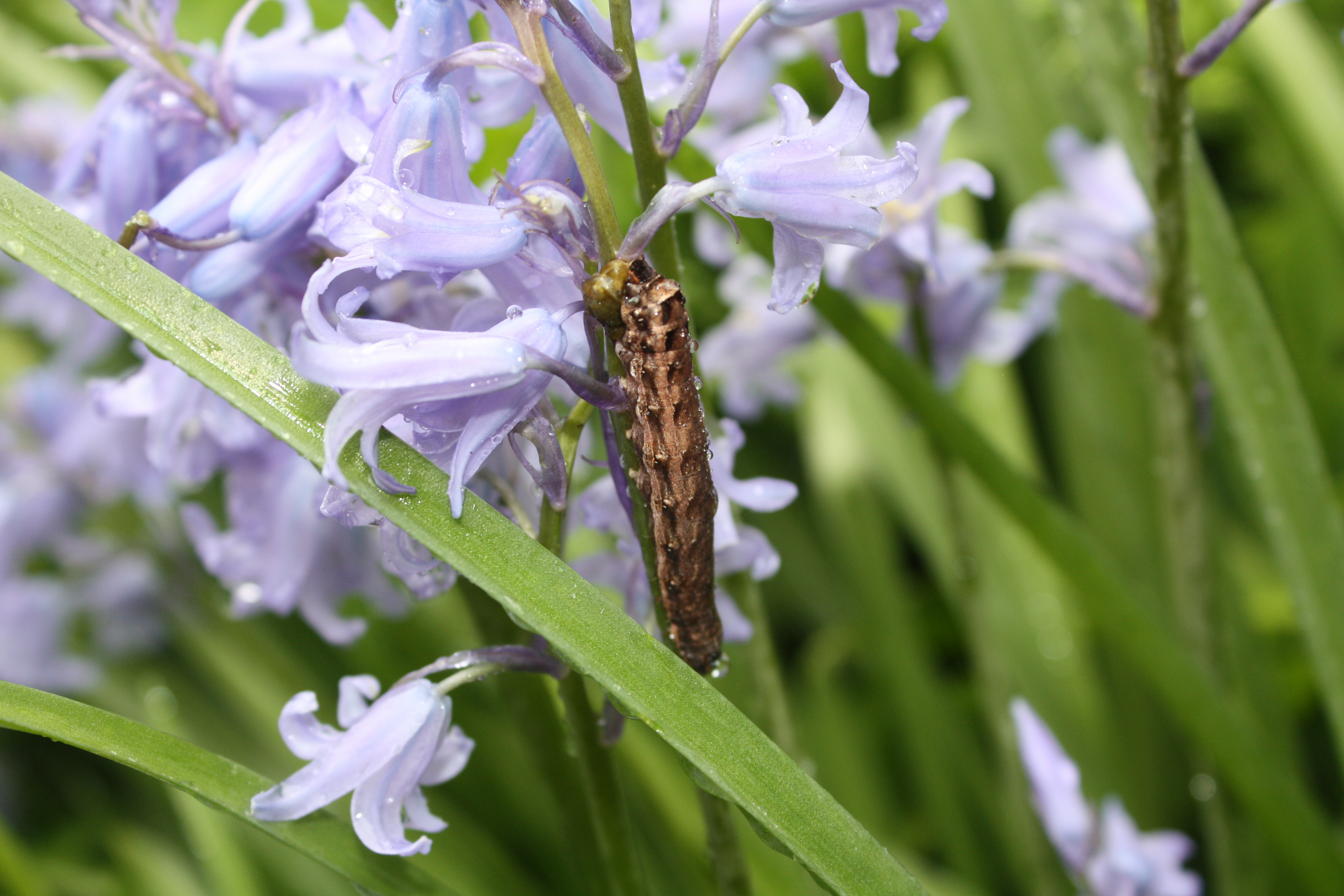 Spotted Cutworm feeds on flowers and foliage.