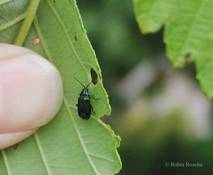 Alder flea beetle adult