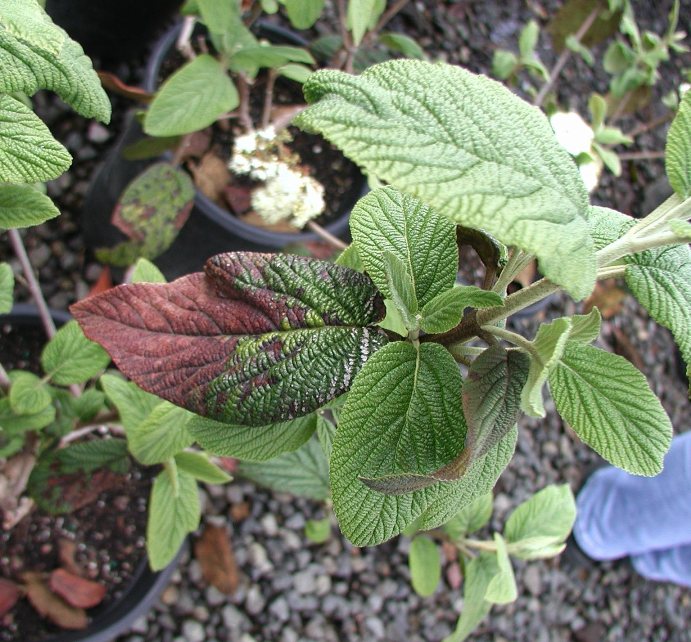 Severe symptoms on leaf