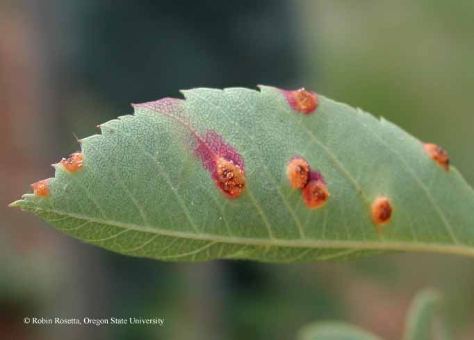 Gymonosporangium infection on leaves