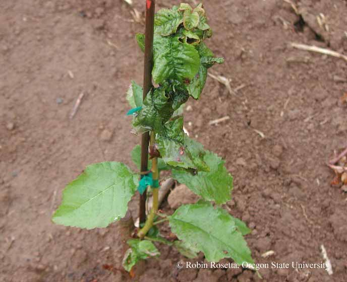 Leaf distortion (enation) from black cherry aphid