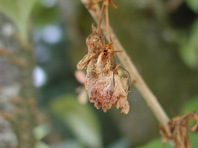 Brown rot infection of cherry blossom