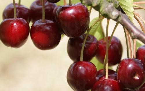Certified Organic Regina Cherries