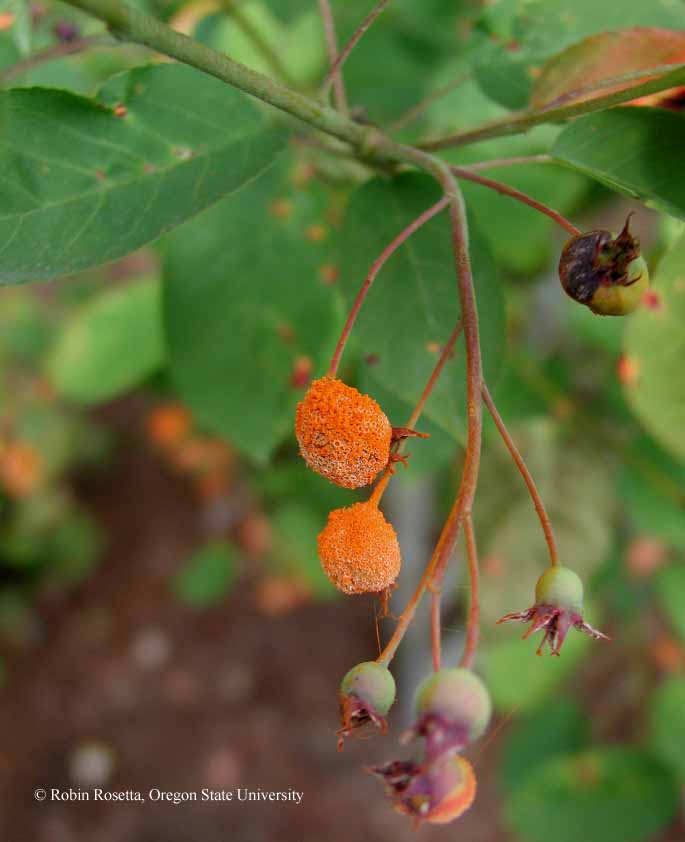 Gymnosporangium spp. rust infection on serviceberry fruit