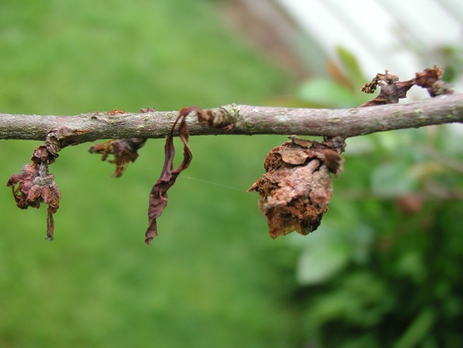 Brown rot infection of cherry blossom and leaves
