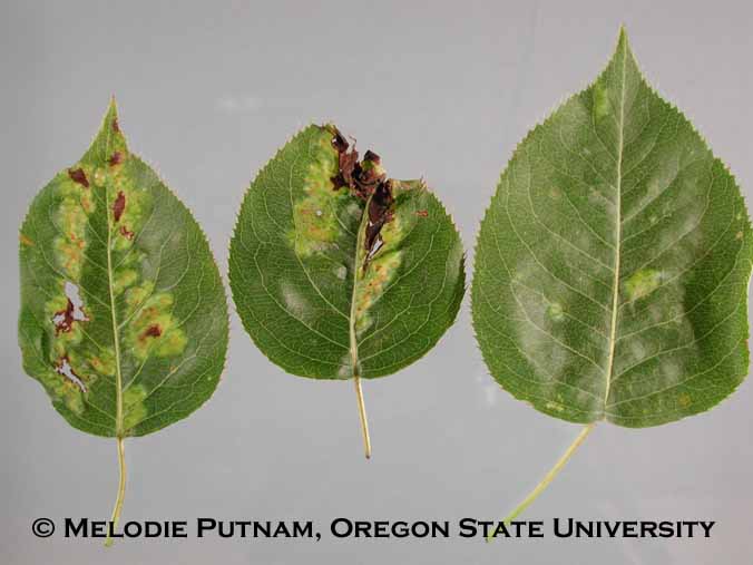 Pear leaf blister mite damage
