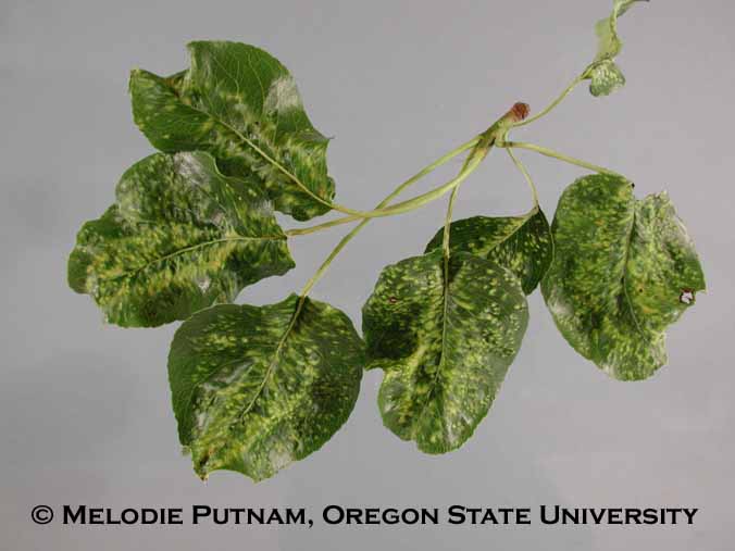 Pear leaf blister damage