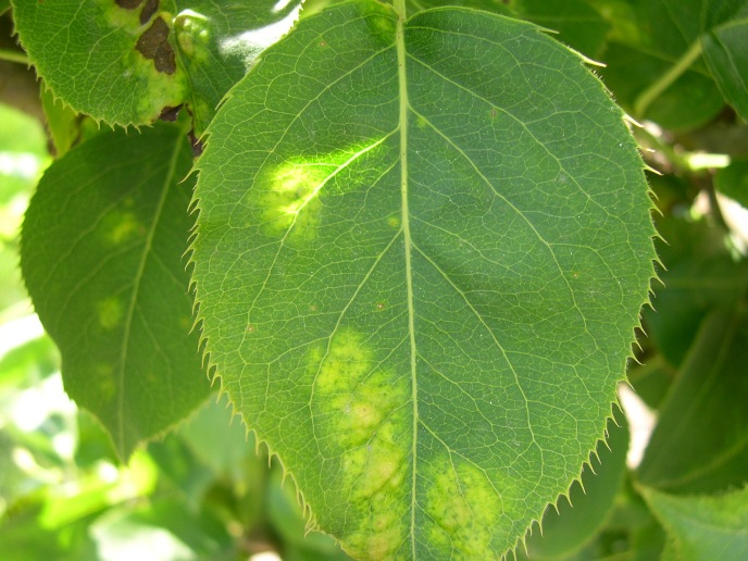 Pear leaf blister mite early damage on "Trinity" pear