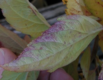 Purpling of leaf due to powdery mildew infection