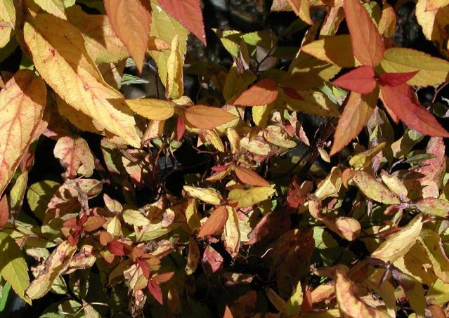 Stunting of growth on spirea 'Gold mound' from powdery mildew