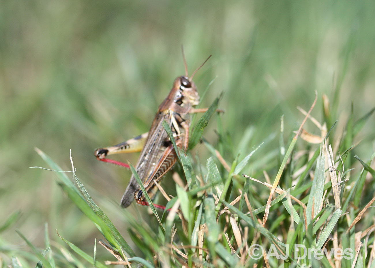 Red legged grasshopper in grass