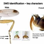 SWD Identification - Key Characters. Male: black spot on wings, two black combs on front legs. Female: inserts saw-like device (ovipositor) into fruits and lays eggs.