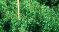 Organic High Residue Reduced-Till Cover Cropping 5: Weed Em and Reap