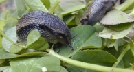Slug on clover