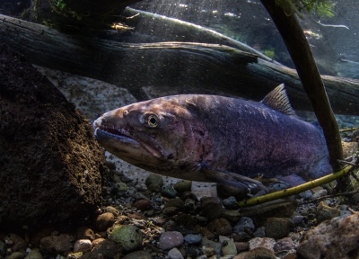 Redband trout