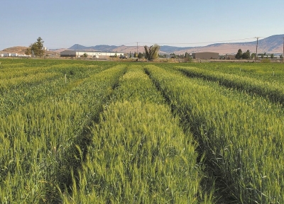 Winter wheat variety trial plots.  Photo: Everald McLennon