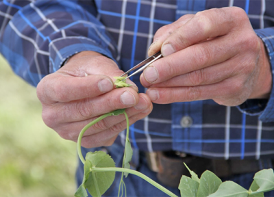 Plant breeding expert Jim Myers demonstrates how to emasculate a pea flower at a workshop on plant breeding and seed saving put on by UAF’s Cooperative Extension Service on Aug. 26, 2024.  Photo by Laura Weingartner