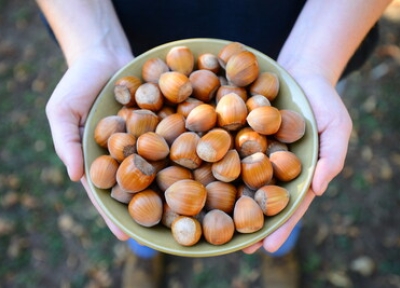 bowl of hazelnuts. Credit: Northwest Hazelnut Company.