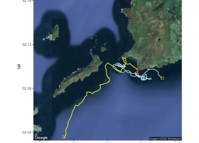 This graphic shows the path of a basking shark from the time it was tagged, then struck by a vessel and then where it was when the tag released. Image courtesy Big Fish Lab, Oregon State University.