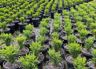 Boxwood plants in 1-gallon containers placed 15 centimeters apart.  Credit: Jerry Weiland