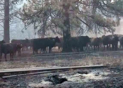 Cattle are exposed to wildfire smoke in Harney County in the summer of 2024. Credit: Christine Stokely