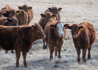 Heifers with yellow ear tags. Credit: Travis Mulliniks