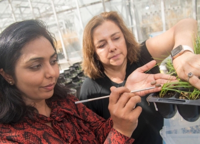 Navneet Kaur (left), assistant professor and Extension entomologist, and Silvia Rondon, director of the Oregon IPM Center, are conducting research to identify chlorpyrifos alternatives for controlling pests in Oregon crops.